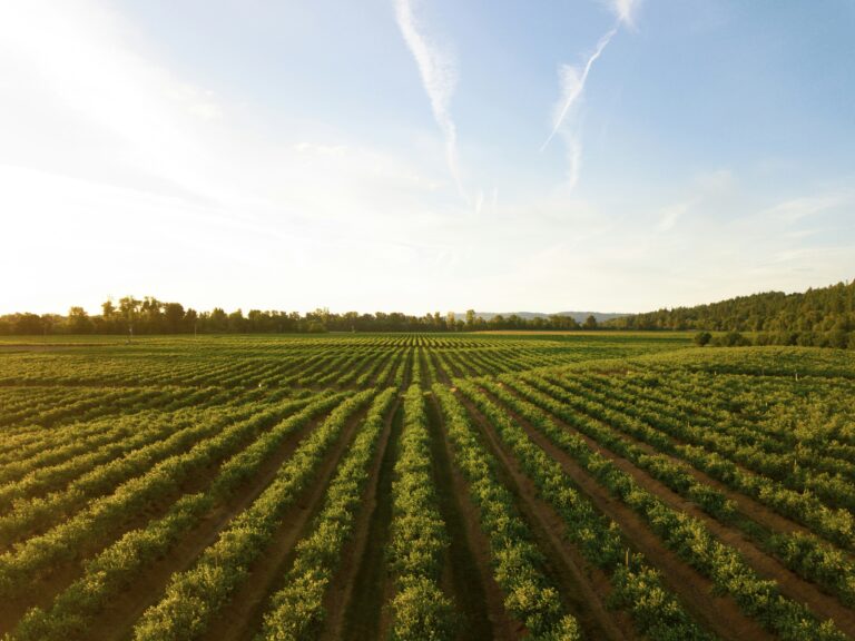 Court Blocks Bayer’s Attempt to Avoid Roundup Liability