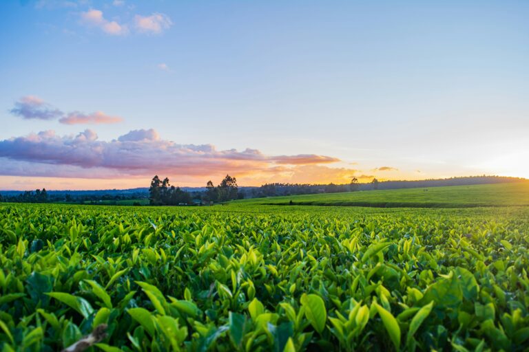 May 6, 2024: Paraquat Update